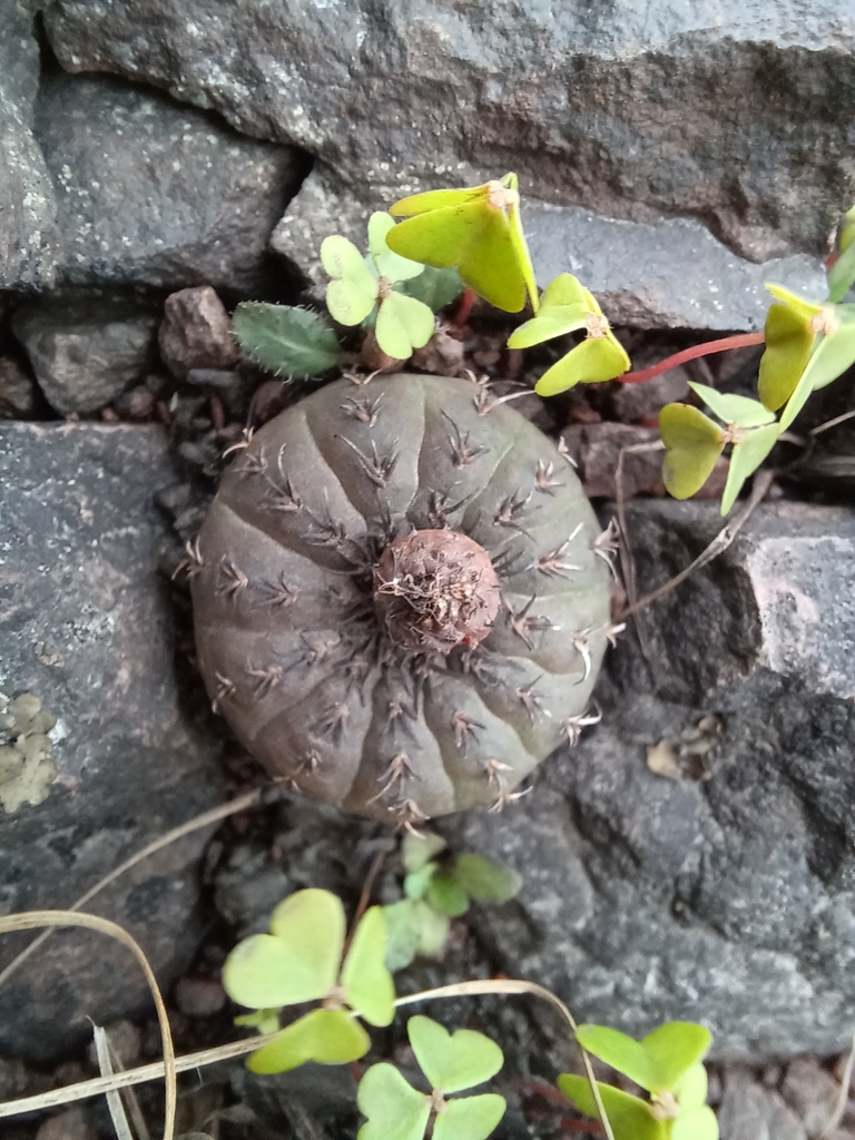 Frailea castanea