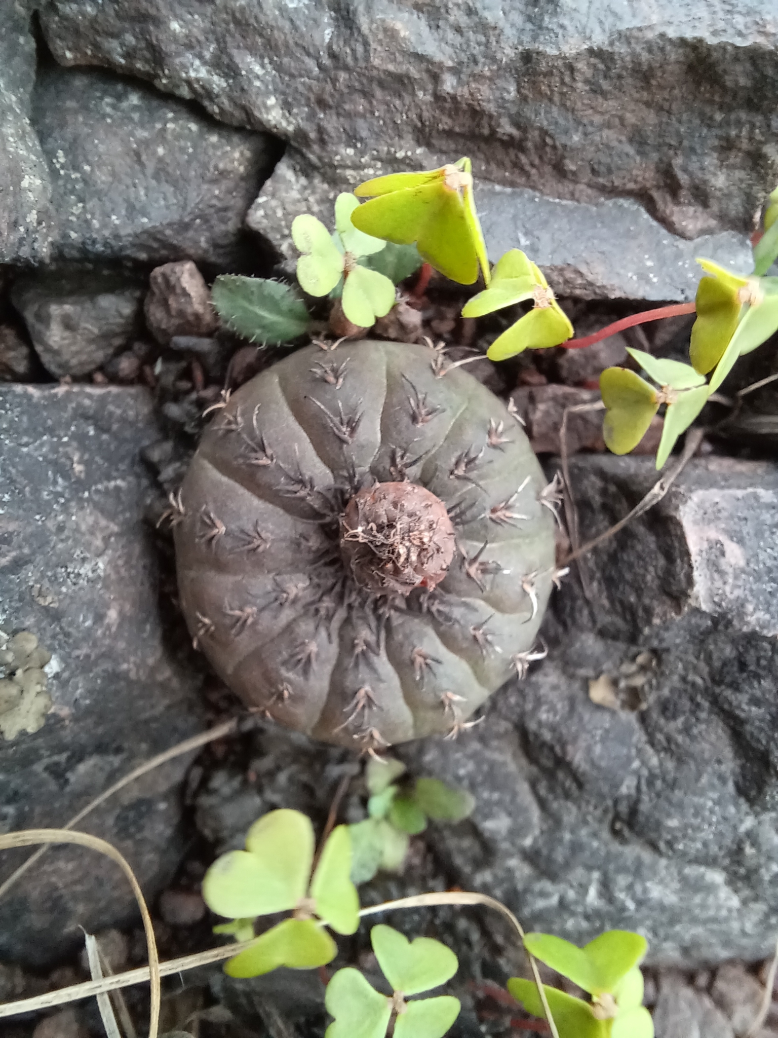 Frailea castanea