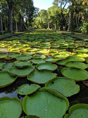 Victoria amazonica