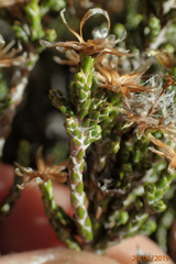Helichrysum parvifolium