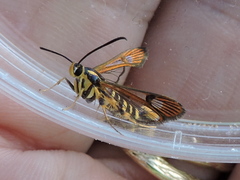 Synanthedon arkansasensis
