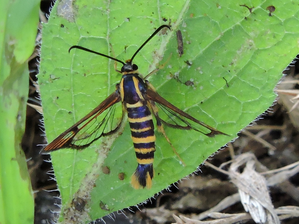 Arkansas Clearwing