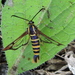 Arkansas Clearwing Moth - Photo (c) Sam Kieschnick, some rights reserved (CC BY), uploaded by Sam Kieschnick