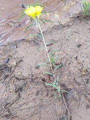 Calylophus