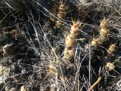 Maihueniopsis