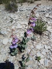 Penstemon versicolor
