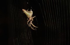 Pozonia