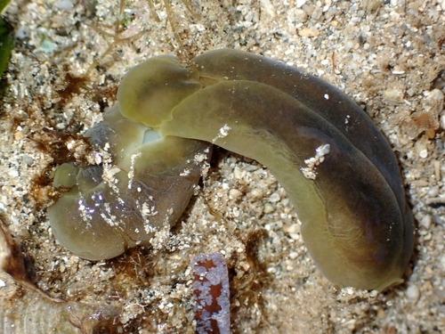 Phanerophthalmus luteus, 2024-05-27