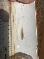 Smalleye Shiner photo 2