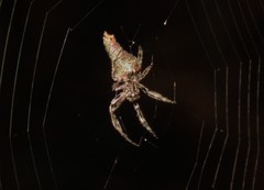 Pozonia