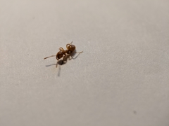 Acanthomyops