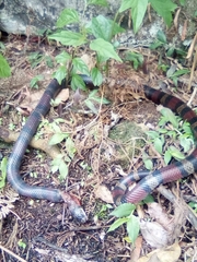 Lampropeltis micropholis