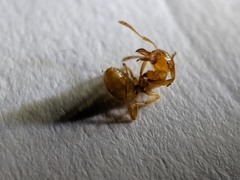 Acanthomyops