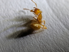 Acanthomyops