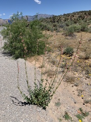 Penstemon bicolor roseus