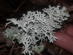 Hypogymnia subphysodes