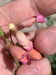 Penstemon bicolor roseus