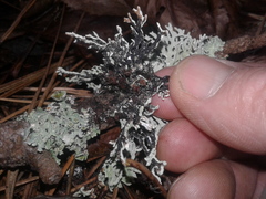 Hypogymnia subphysodes