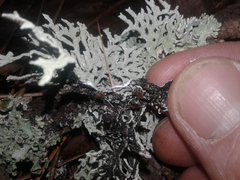 Hypogymnia subphysodes