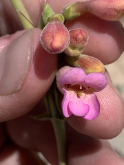 Penstemon bicolor roseus
