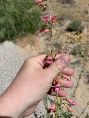 Penstemon bicolor roseus