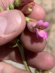 Penstemon bicolor roseus
