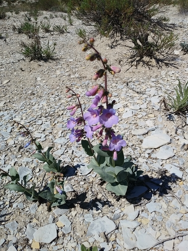 variable-color beardtongue (Penstemon versicolor)