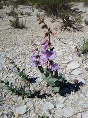 Penstemon versicolor