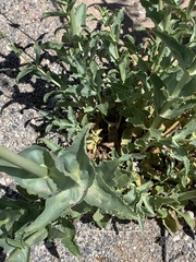 Penstemon bicolor roseus