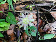 Passiflora resticulata