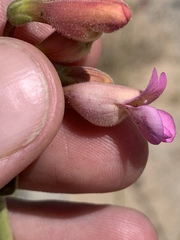 Penstemon bicolor roseus