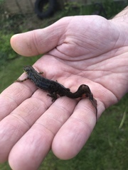 Lissotriton vulgaris