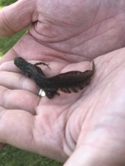 Lissotriton vulgaris