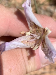 Calochortus striatus