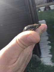 Lissotriton vulgaris