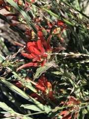 Castilleja applegatei