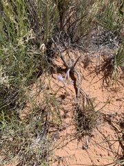Calochortus striatus