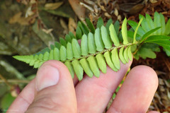 Polystichum imbricans imbricans