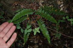 Polystichum imbricans imbricans