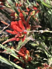 Castilleja applegatei
