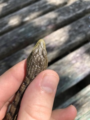 Elgaria multicarinata scincicauda