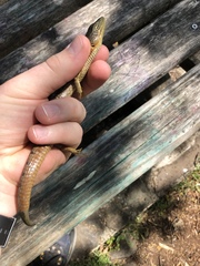 Elgaria multicarinata scincicauda