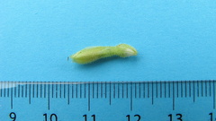 Discyphus scopulariae