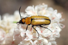 Nemognatha scutellaris