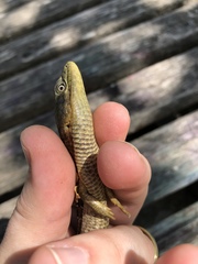 Elgaria multicarinata scincicauda