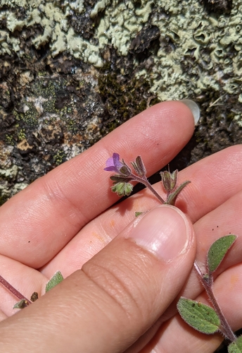 Image of Phacelia vallicola by (c) Kayla Sweeten, some rights reserved (CC BY)
