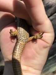 Elgaria multicarinata scincicauda