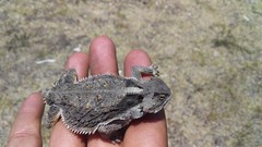 Phrynosoma braconnieri