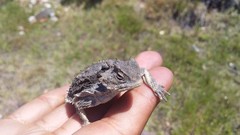 Phrynosoma braconnieri