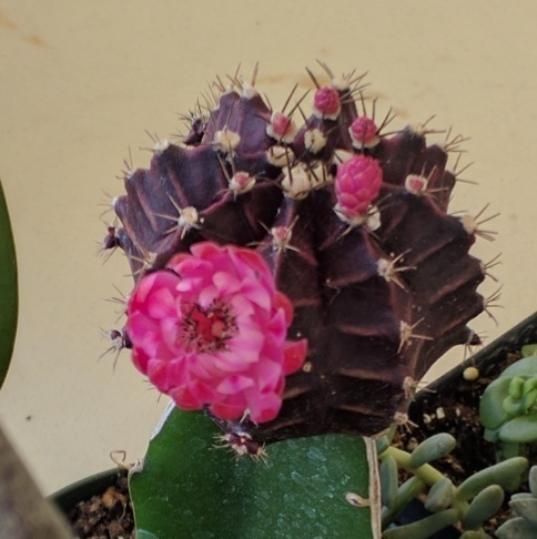 Moon cactus showing the graft join between scion and stock